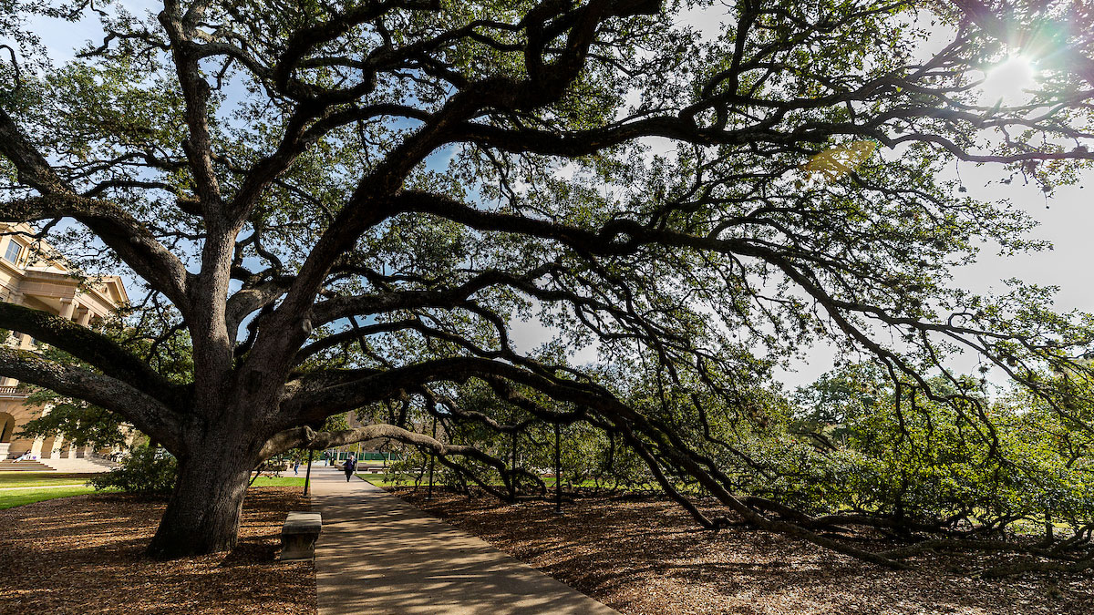 The Century Tree on the Texas A&M campus in Academic Plaza